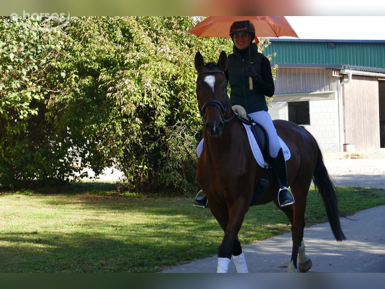 Caballo Letón Caballo castrado 4 años 166 cm Castaño in Ganschow