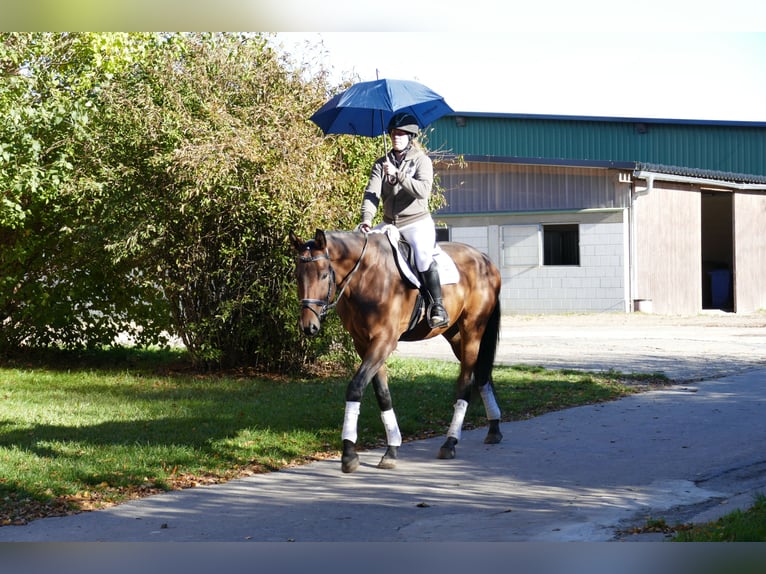 Caballo Letón Caballo castrado 4 años 170 cm Castaño in Ganschow