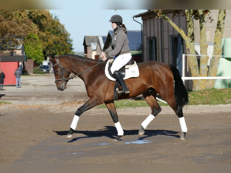 Caballo Letón Caballo castrado 4 años 170 cm Castaño in Ganschow