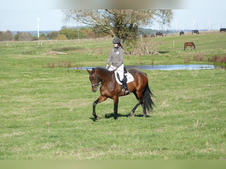 Caballo Letón Caballo castrado 4 años 170 cm Castaño in Ganschow