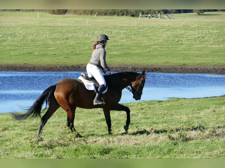 Caballo Letón Caballo castrado 4 años 170 cm Castaño in Ganschow