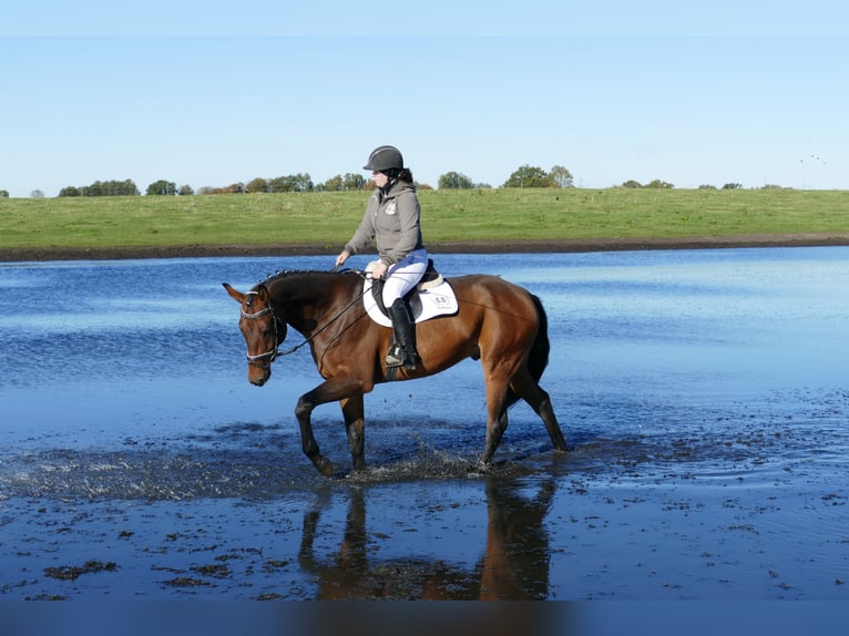 Caballo Letón Caballo castrado 4 años 170 cm Castaño in Ganschow
