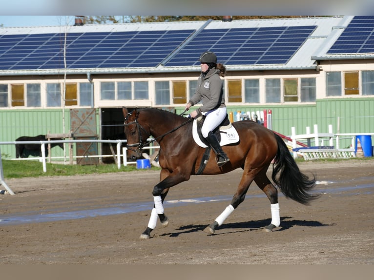 Caballo Letón Caballo castrado 4 años 170 cm Castaño in Ganschow