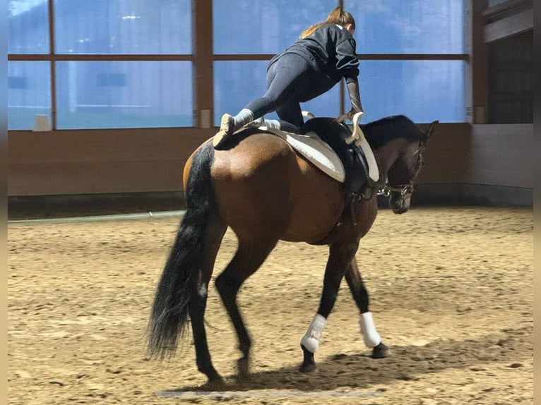 Caballo Letón Caballo castrado 4 años 170 cm Castaño in Ganschow