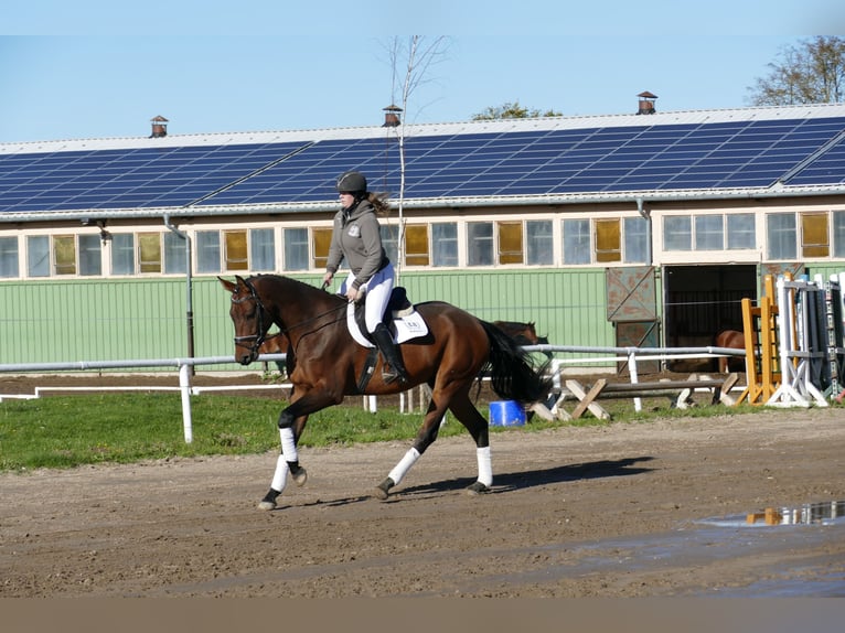 Caballo Letón Caballo castrado 4 años 170 cm Castaño in Ganschow