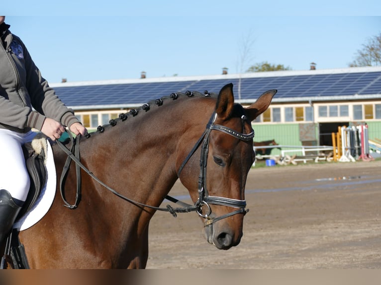 Caballo Letón Caballo castrado 4 años 170 cm Castaño in Ganschow
