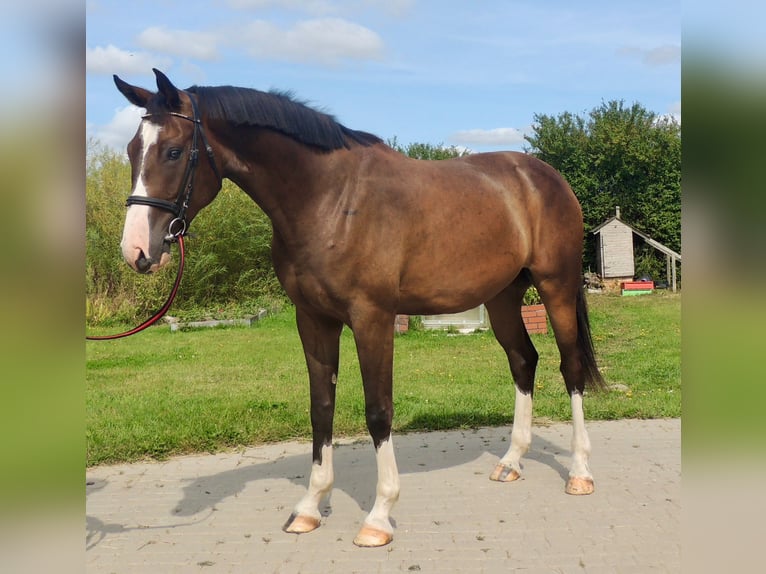 Caballo Letón Caballo castrado 4 años 170 cm Castaño oscuro in Dienvidkurzemes novads