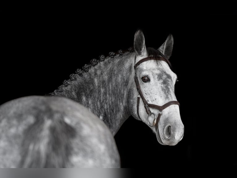 Caballo Letón Mestizo Caballo castrado 5 años 168 cm Tordo in Grybėnai