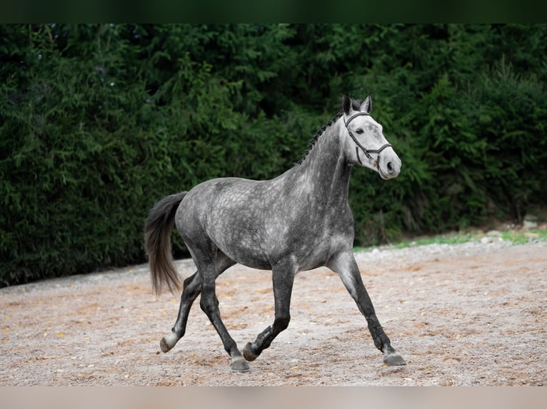 Caballo Letón Mestizo Caballo castrado 5 años 168 cm Tordo in Grybėnai