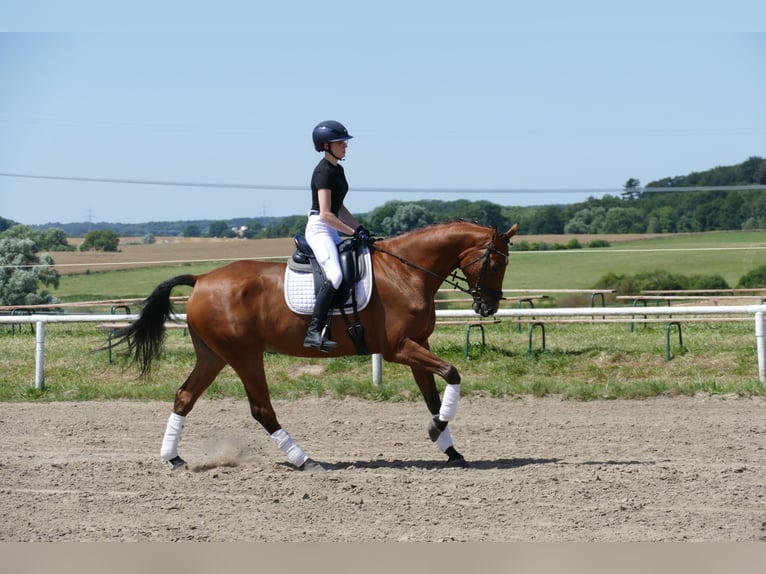 Caballo Letón Caballo castrado 5 años 169 cm Castaño in Ganschow