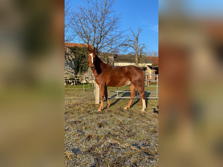 Caballo Letón Caballo castrado 5 años 170 cm Alazán in Genderkingen