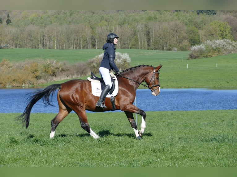 Caballo Letón Caballo castrado 5 años 170 cm Castaño in Ganschow