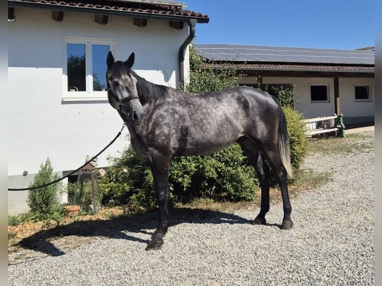 Caballo Letón Caballo castrado 5 años 174 cm Tordo in Deisenhausen
