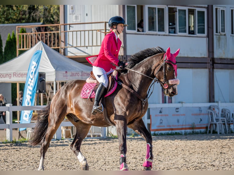 Caballo Letón Caballo castrado 6 años 175 cm Castaño oscuro in Grobina