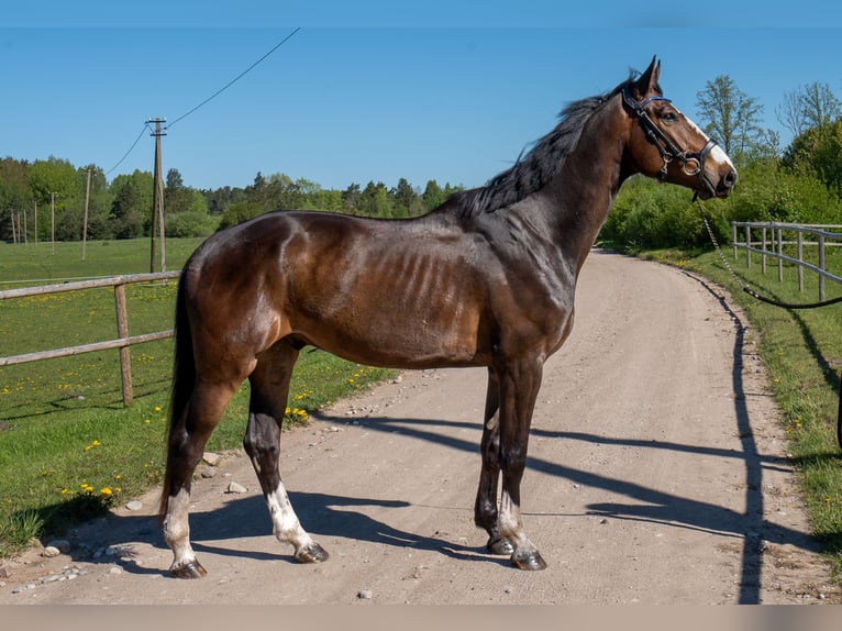 Caballo Letón Caballo castrado 6 años 175 cm Castaño oscuro in Grobina