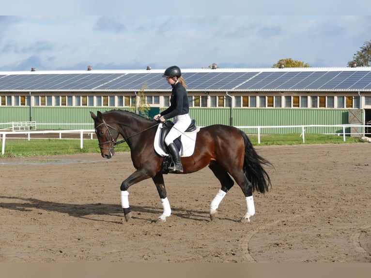 Caballo Letón Caballo castrado 7 años 168 cm Castaño oscuro in Ganschow