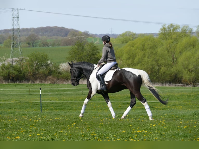 Caballo Letón Caballo castrado 7 años 169 cm Pío in Ganschow