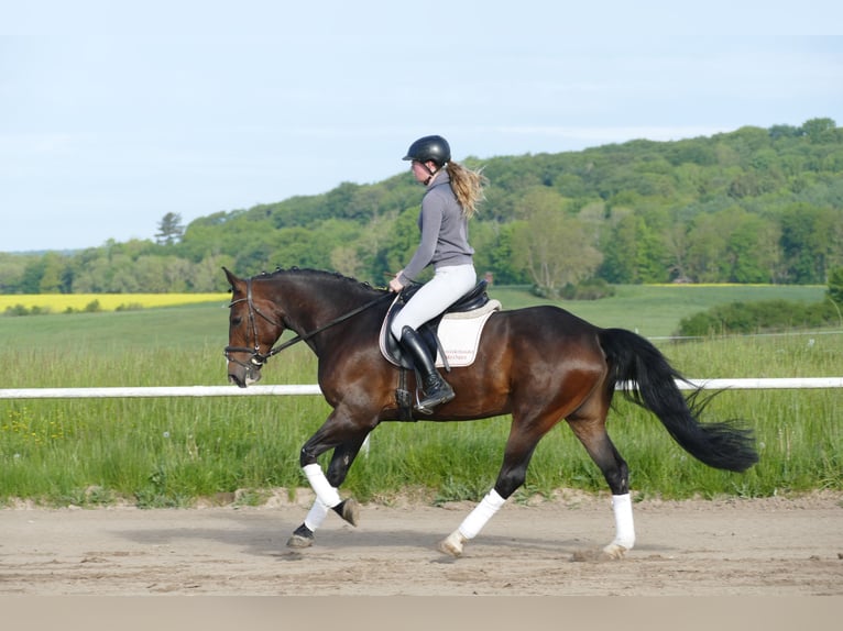 Caballo Letón Caballo castrado 8 años 160 cm Castaño oscuro in Ganschow