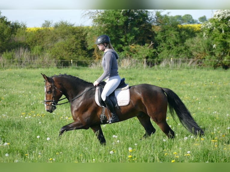 Caballo Letón Caballo castrado 8 años 160 cm Castaño oscuro in Ganschow
