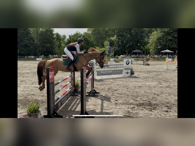 Caballo Letón Caballo castrado 8 años 165 cm  in Itzehoe