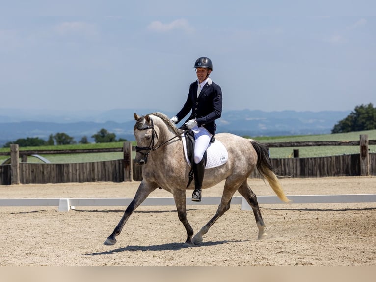 Caballo Letón Caballo castrado 8 años 165 cm Tordo rodado in Wolfern