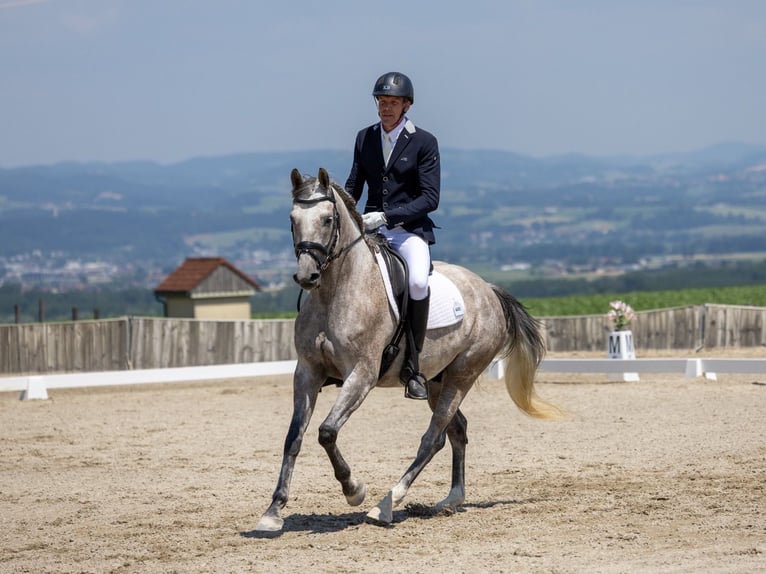 Caballo Letón Caballo castrado 8 años 165 cm Tordo rodado in Wolfern