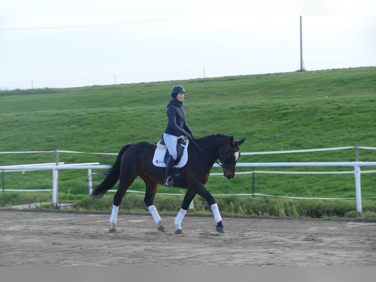 Caballo Letón Caballo castrado 9 años 166 cm Castaño oscuro in Ganschow