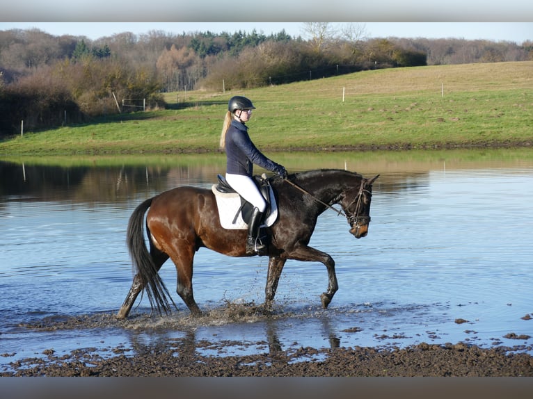 Caballo Letón Caballo castrado 9 años 169 cm Castaño oscuro in Ganschow