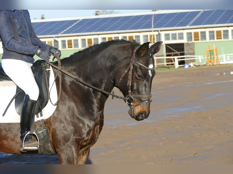 Caballo Letón Caballo castrado 9 años 169 cm Castaño oscuro in Ganschow