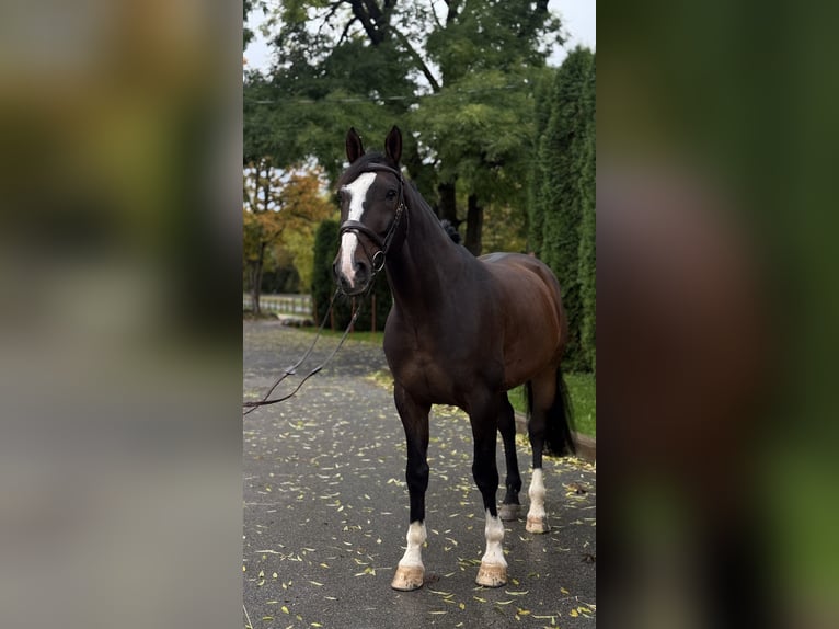 Caballo Letón Caballo castrado 9 años 170 cm Castaño oscuro in Põhja-Tallinna