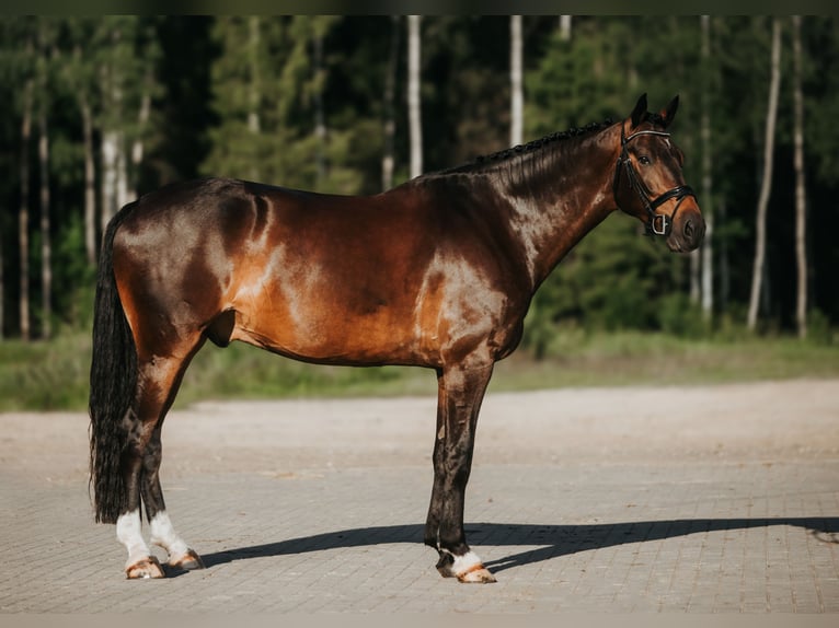 Caballo Letón Caballo castrado 9 años 175 cm Castaño oscuro in Inčukalns