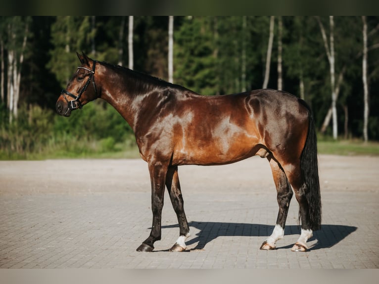 Caballo Letón Caballo castrado 9 años 175 cm Castaño oscuro in Inčukalns