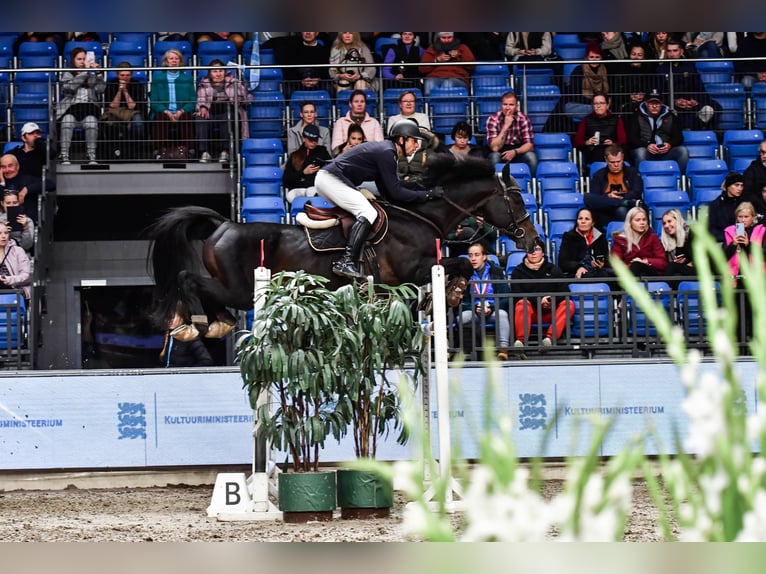 Caballo Letón Semental 10 años 170 cm Castaño oscuro in Lielvarde