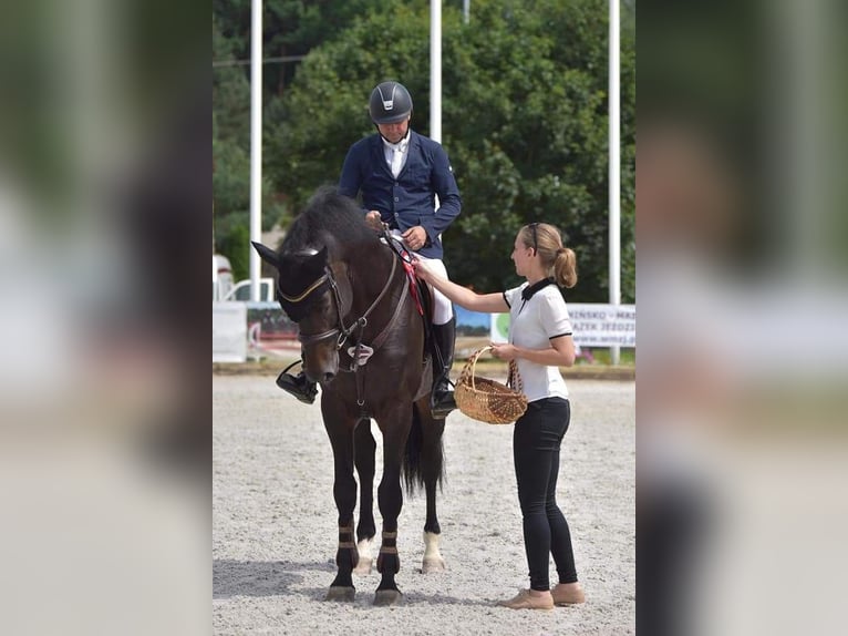 Caballo Letón Semental 10 años 170 cm Castaño oscuro in Lielvarde