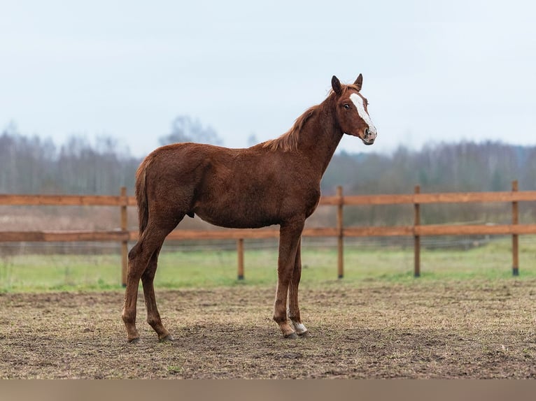 Caballo Letón Semental 1 año 164 cm Alazán-tostado in Augšdaugavas novads