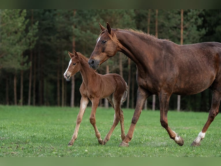 Caballo Letón Semental 1 año 164 cm Alazán-tostado in Augšdaugavas novads