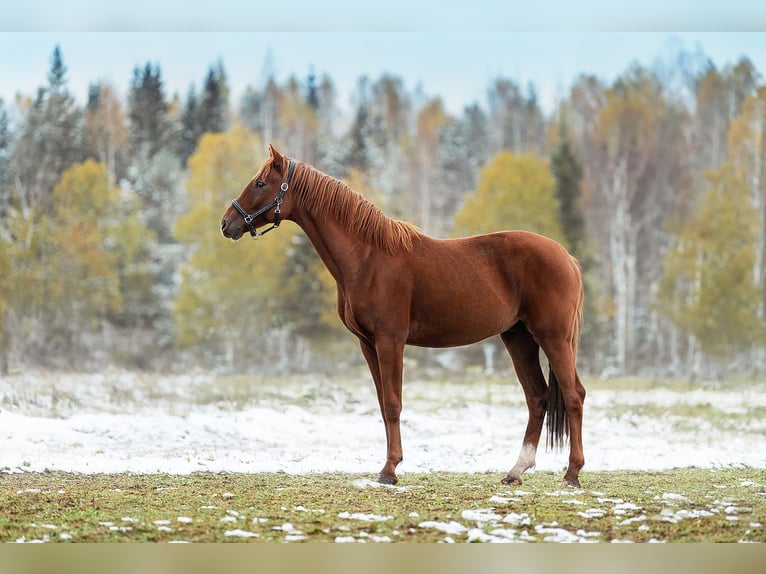 Caballo Letón Semental 1 año 164 cm Alazán-tostado in Augšdaugavas novads