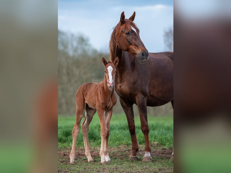 Caballo Letón Semental 1 año 164 cm Alazán-tostado in Augšdaugavas novads