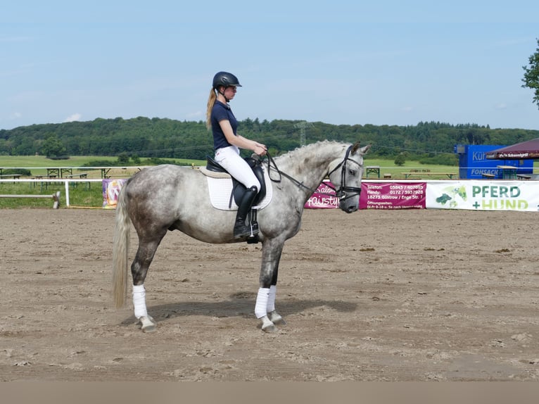 Caballo Letón Semental 4 años 165 cm Tordo in Ganschow