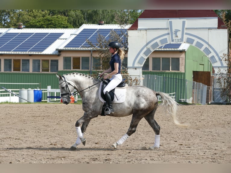 Caballo Letón Semental 4 años 165 cm Tordo in Ganschow