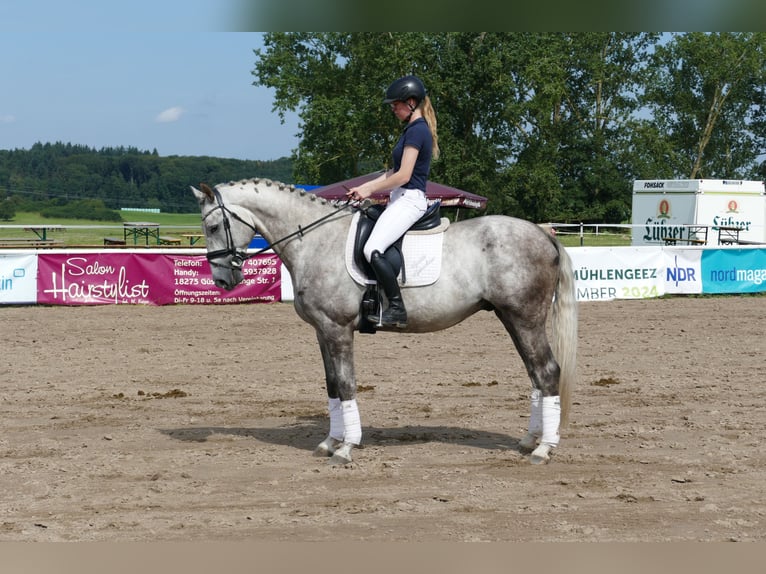 Caballo Letón Semental 4 años 165 cm Tordo in Ganschow