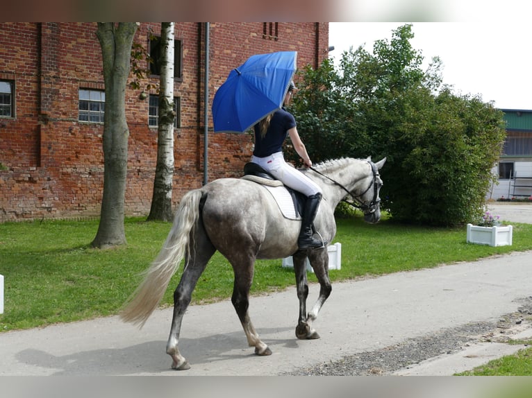 Caballo Letón Semental 4 años 165 cm Tordo in Ganschow