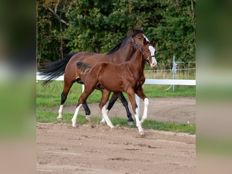 Caballo Letón Semental Potro (06/2026) 170 cm Castaño rojizo in LIEPAJA