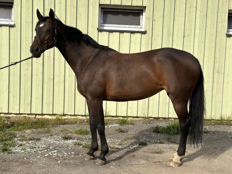 Caballo Letón Yegua 10 años 168 cm Castaño in Tallinn