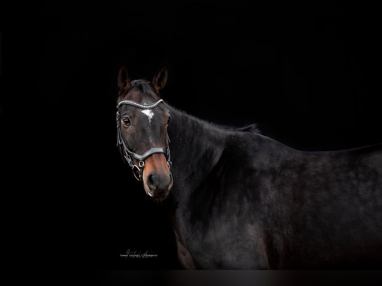 Caballo Letón Yegua 11 años 165 cm Castaño oscuro in Langenzenn