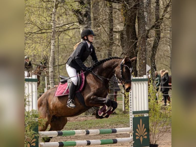 Caballo Letón Yegua 12 años 164 cm Castaño rojizo in Jelgava