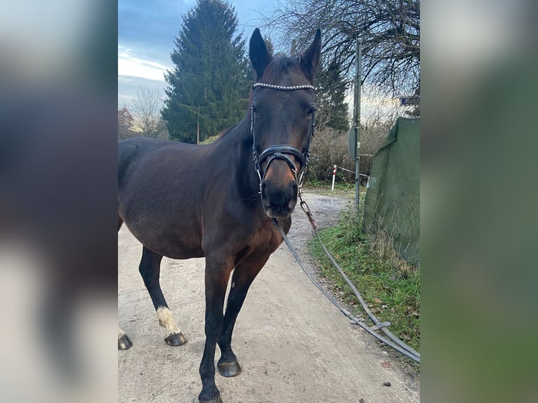 Caballo Letón Yegua 12 años 165 cm Castaño oscuro in Nürnberg