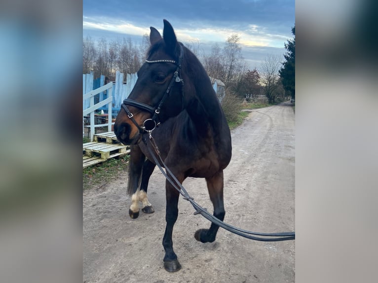 Caballo Letón Yegua 12 años 165 cm Castaño oscuro in Nürnberg