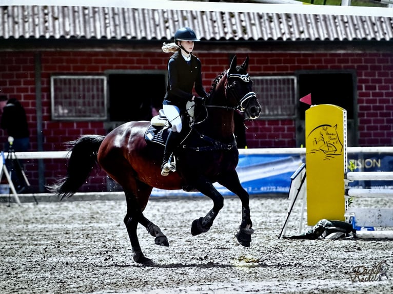 Caballo Letón Yegua 14 años 164 cm Castaño in Kluse