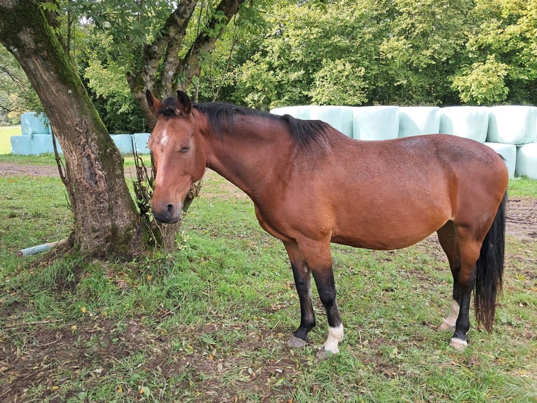 Caballo Letón Yegua 15 años 163 cm Castaño in Modautal